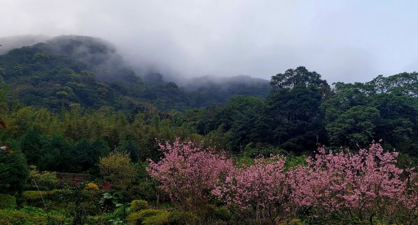 20230224 花癡天堂之淡水楓樹湖百花齊放2041656