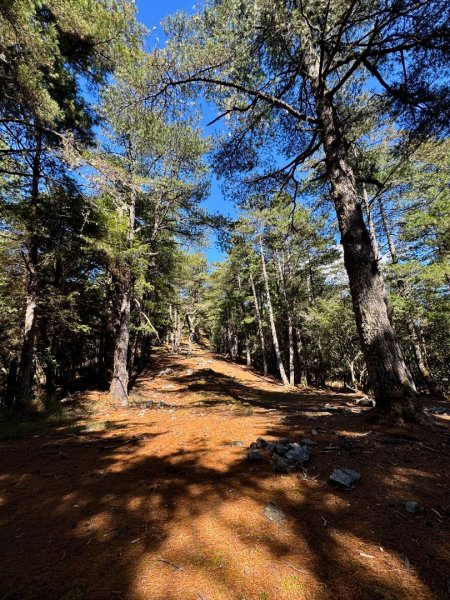 小雪山林道 防火巷漫遊