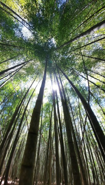 《南投》溪頭三秀｜溪頭山竹崙山志騰山O繞樟仔林林道202509212893453