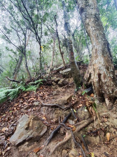 谷關老八阿冷山2699788