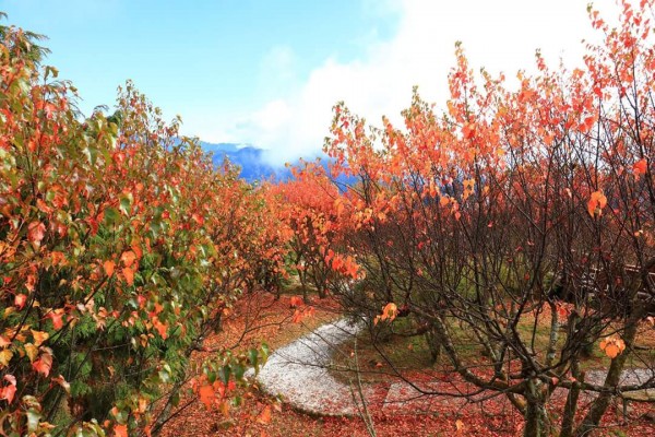 阿里山紅葉238482