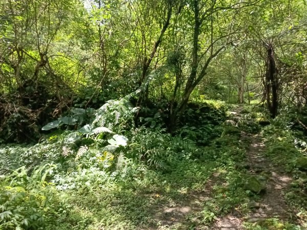 雙溪區崩山坑古道+下坑山稜線越嶺路+下坑山O型2839798