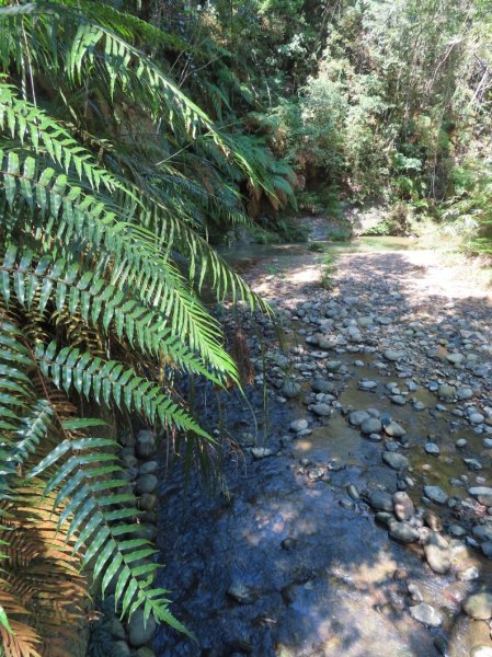 澀水森林步道(+水上瀑布)2915727