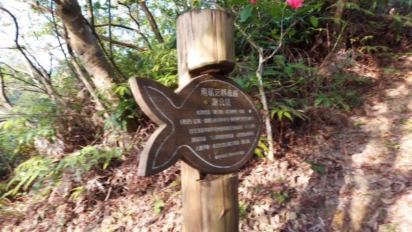 〔內湖三尖 〕忠勇山，鯉魚山，圓覺尖2118061