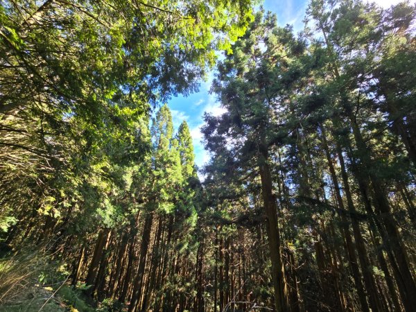 干卓萬山單座百岳驚見‘’萬大豹、水鹿大軍、圓月、雲海、藍天大景2632644