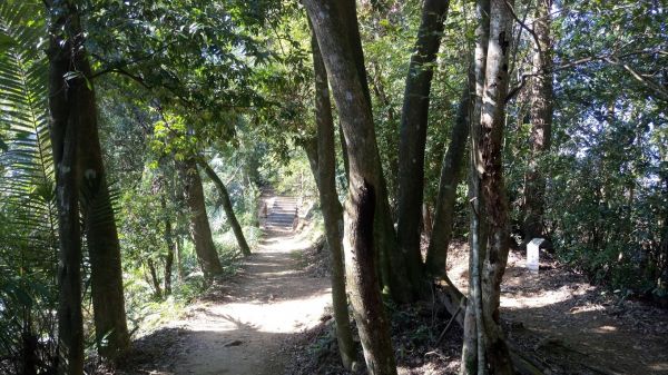 藤坪.猿山.六寮.三條步道串走284163