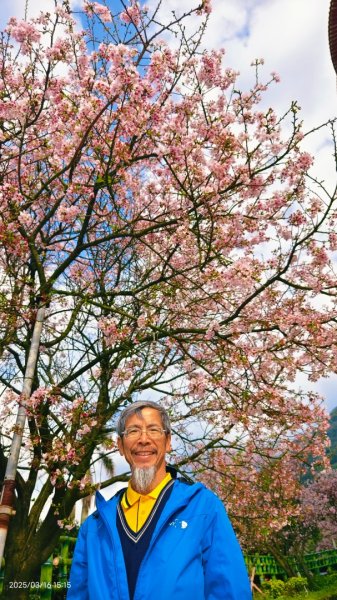 #綠繡眼 訪花 #吉野櫻 #天元宮 #楓樹湖 03162736761