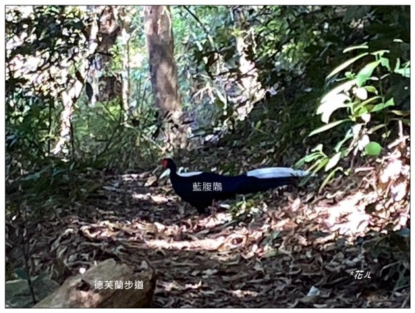 東卯山、東卯山西峰、東卯山西南峰 連走2932824