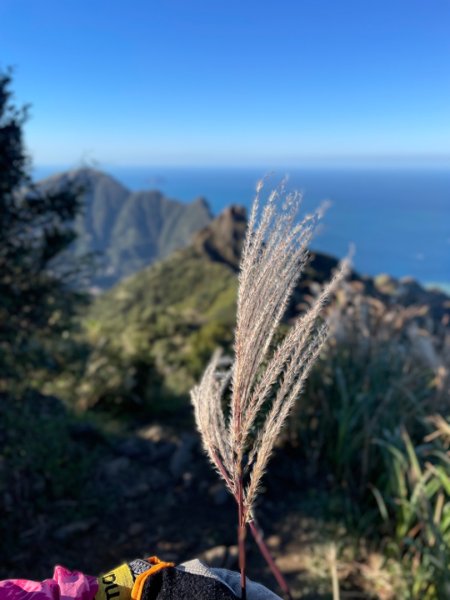 上茶壺山賞芒花2662104