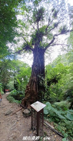 【新竹橫山】蓊鬱綠意。 南坪古道1882378