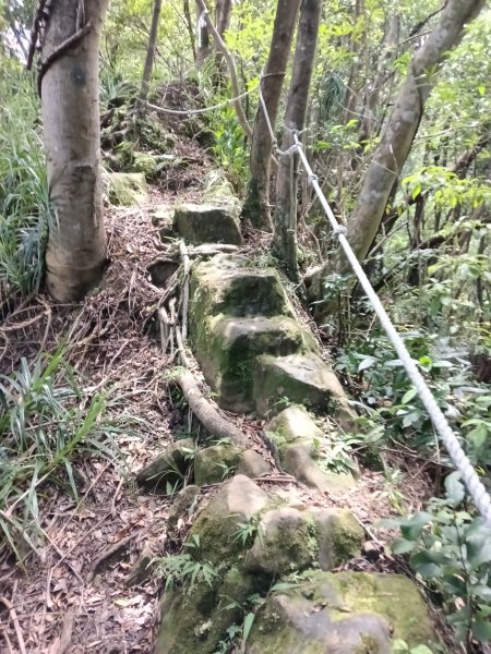 平溪區慈恩嶺+慈母峰探找艷紅鹿子百合花影2870240