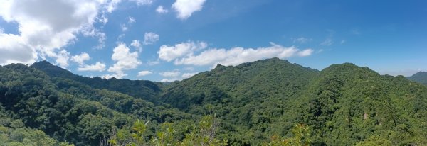 平溪區慈恩嶺+慈母峰探找艷紅鹿子百合花影2870237