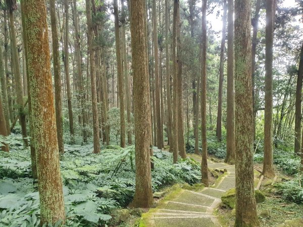 溪頭沿溪步道1297980