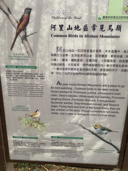 阿里山水山療癒步道3064227