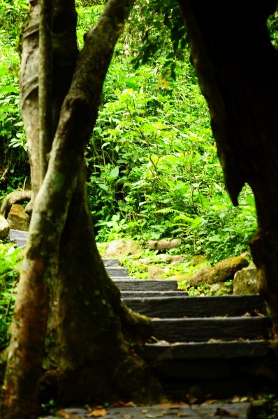 鄒族雅吾瑪斯步道916897