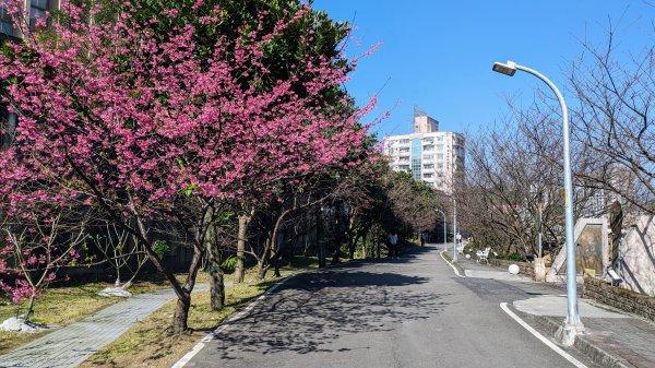 汐止康誥坑溪櫻花2405574