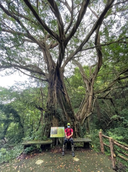 樹林、鶯歌大榕樹巡禮1432607