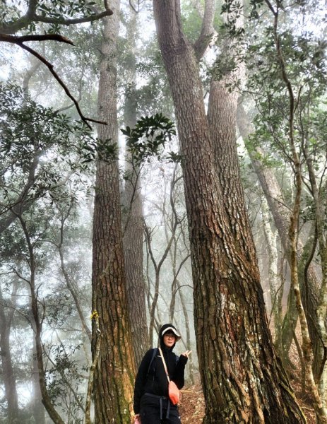 【中級山】芝生毛台山，芝生毛台山西峰，秀巒軍艦岩，屯野生步道，屯野生砲台2745123