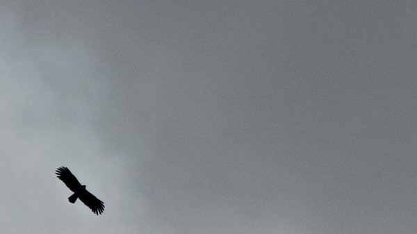 鳶嘴山+稍來神木2709870