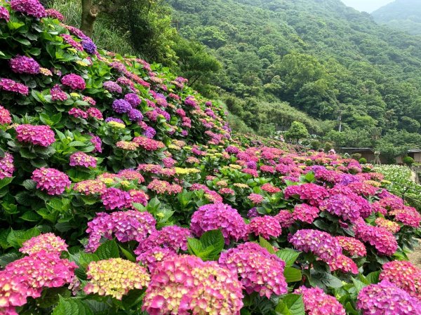 【新聞】八仙紫陽接力綻放 頂湖賞花避暑趣