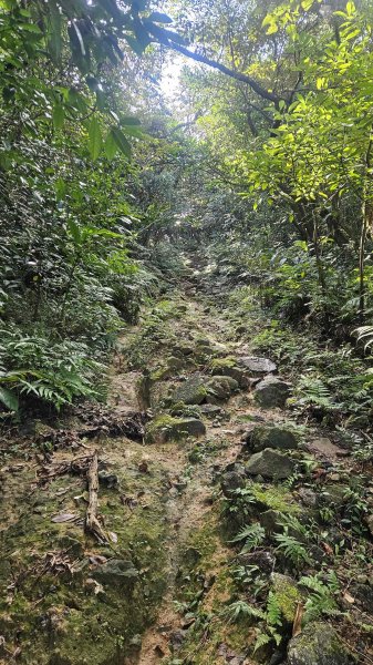 20251217麗水保甲路-麻斯廪水圳步道-大湖古道2964498