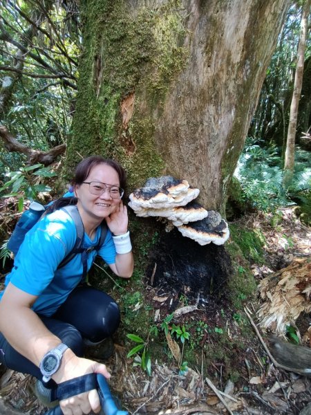 低陸山-嘎拉賀神木1765093