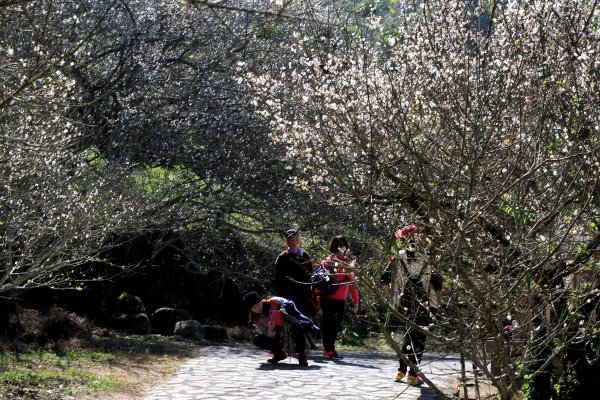 【臺南~楠西】梅嶺賞梅一~觀音步道1246928