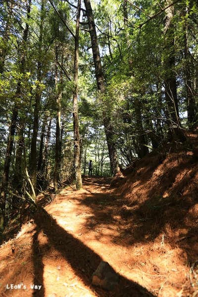 合歡越嶺古道‧赤松段1889411