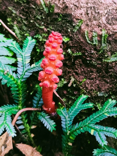 貴妃那結P 型縱走11310122621960