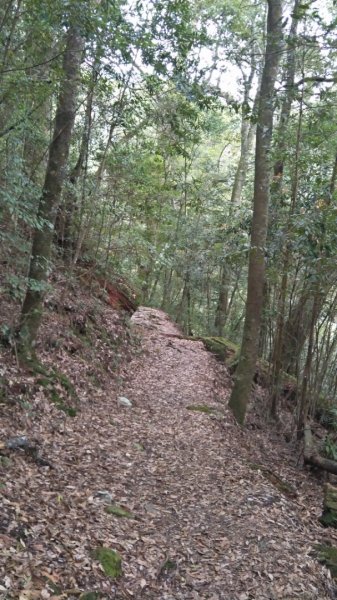 大雪山小神木步道+環站步道914502