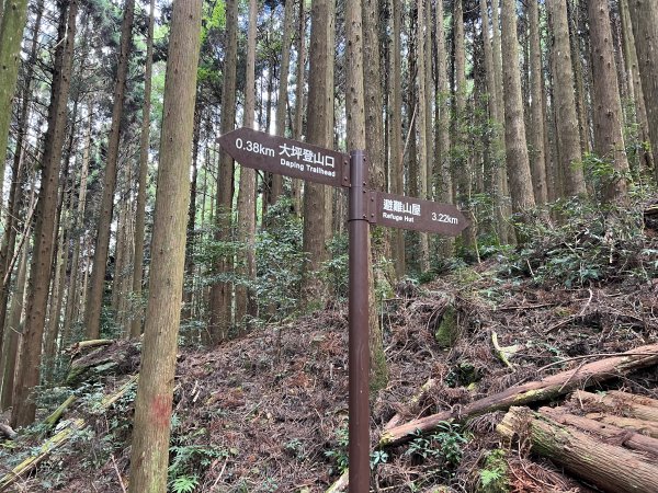 加里山 大坪登山口 杜鵑嶺 加里山P形1900980