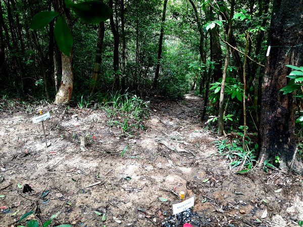 金面山、絹絲瀑布2532389
