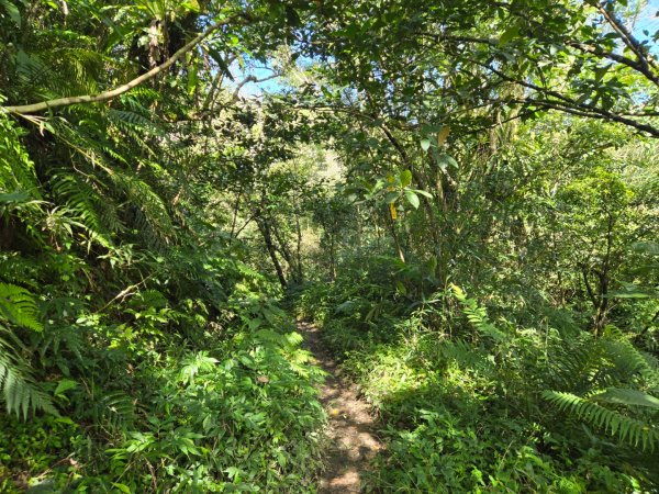 萬人山、六十石山（小百岳）2999877