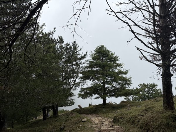 [山海圳_聖山之路_第二段1/4] 2026_0802 鹿林山3109107