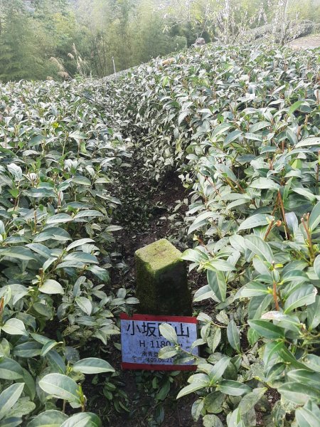 鹿谷小半天6峰連走1269692