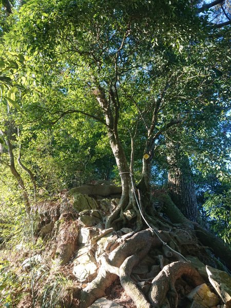 唐麻丹山2790140