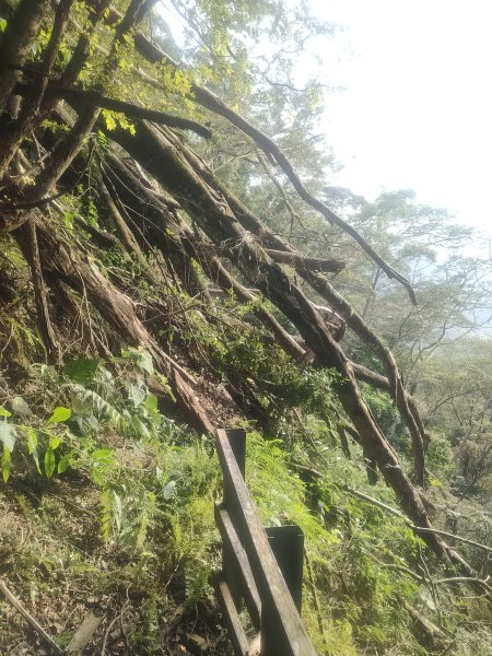 象鼻古道2656962