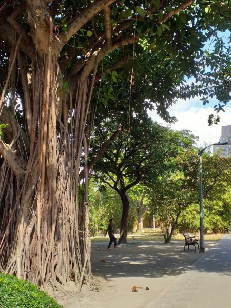 大安森林公園早上524604