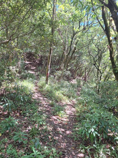 頭城鷹石尖+七兄弟山+外大溪山O形(明山寺起登)202508302876558