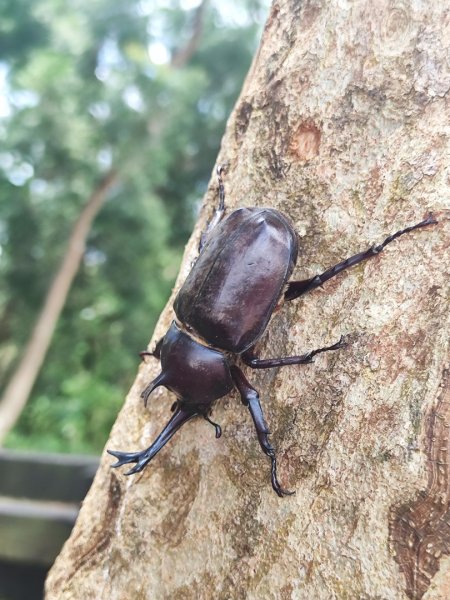 夏日甲蟲祭典（羊稠森林步道，龜山福源山-山佳車站）2826594