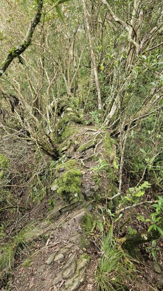 20251230九芎根山-芋圓尖-火炎山南主東峰-仁里坂山2977811