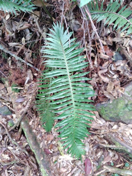 長壽山、肥崠山、醜崠山、大崠山、大崠山經建版2931939