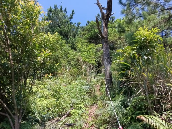 汐止區火燒坪山+車坪寮崙+五指山前峰O型2857925