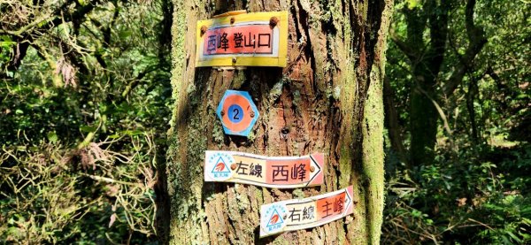 【中級山】台北版抹茶山竟然有免申請路線，小觀音山西峰單攻，順遊頂湖海芋步道，竹子湖黑森林2742404