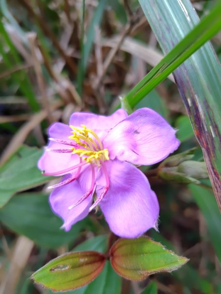 白藍狐貍出狐貍尾/狐貍縱走2796265