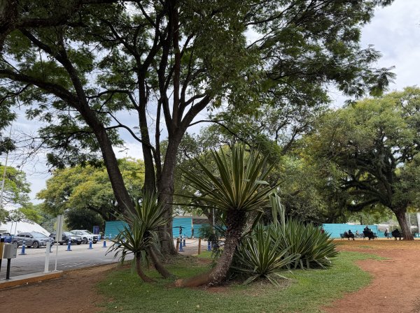 [紐約馬之行-67] 2025_1116 伊比拉布埃拉公園-上2955028