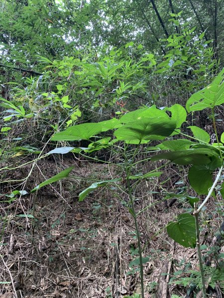 20251024台南東西崙山2925627