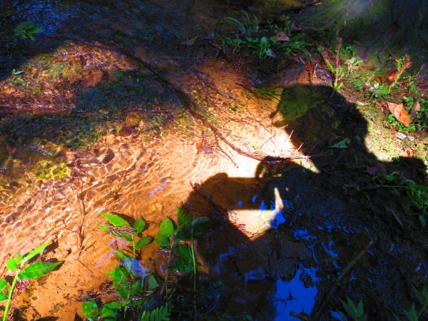 夏觀碧草如茵：頂山石梯嶺步道648281