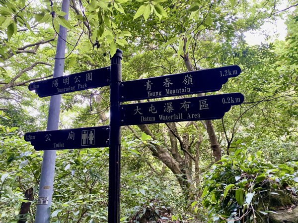 《陽明山的山林片刻｜沿著青春嶺路走向山野的綠意》2939229