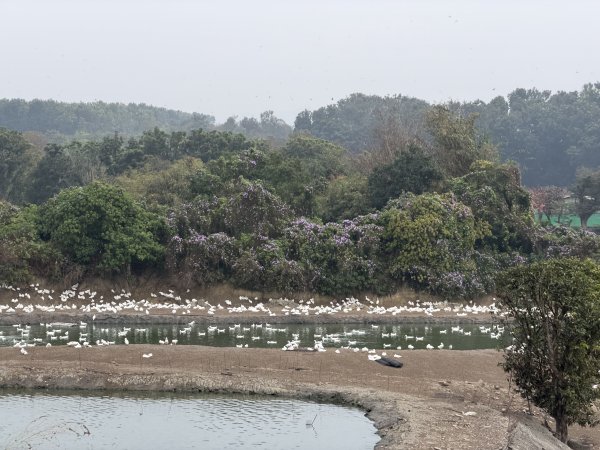 [山海圳_大圳之路_第一段] 2026_0228 茄拔天后宮_南湖口_曾文溪渡槽橋3009206
